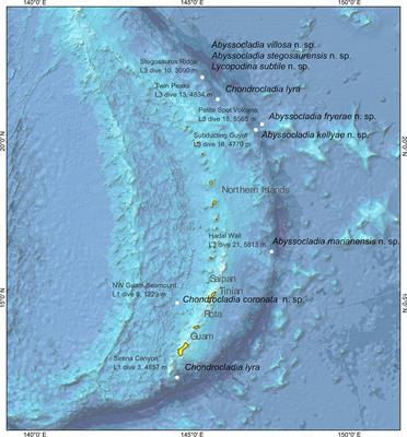 Deep-Sea Carnivorous Sponges From the Mariana Islands